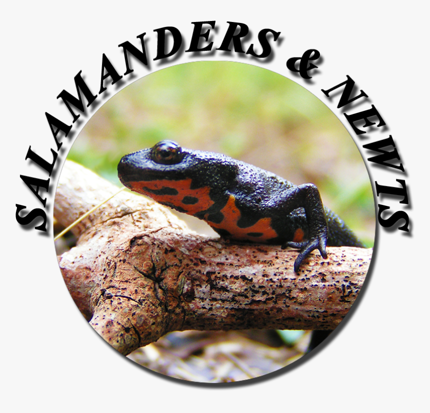 Salamander Png, Transparent Png