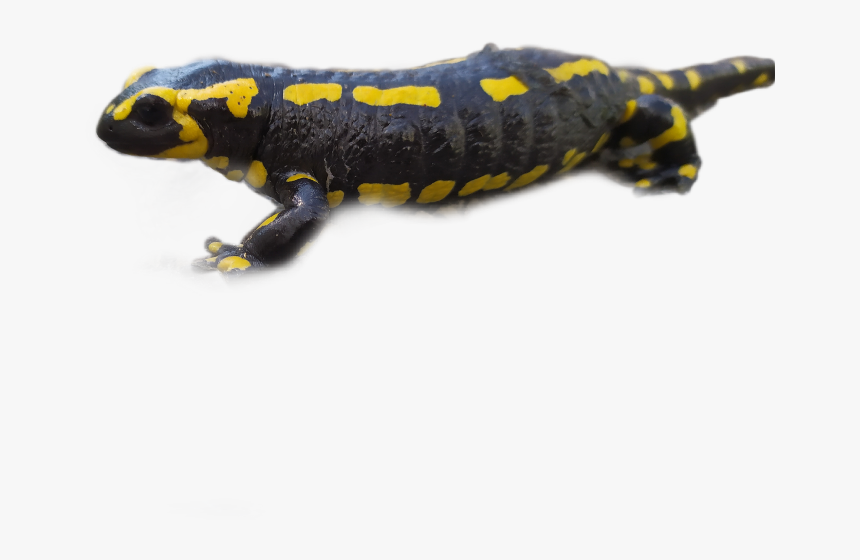 Salamander Freetoedit, HD Png Download