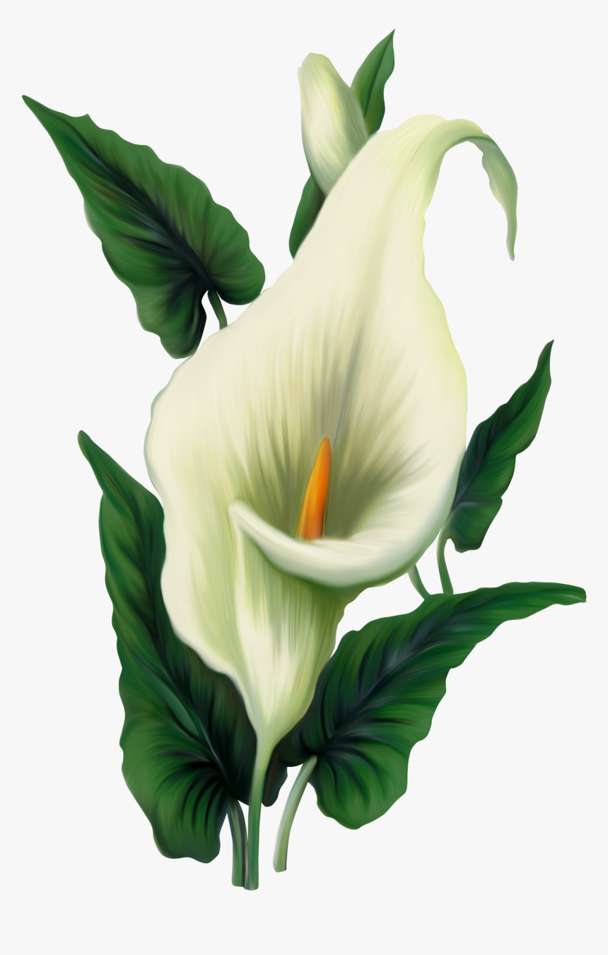 Calla Lily Png Picture, Transparent Png