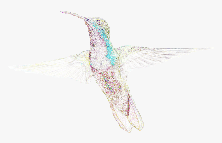 Do Your Part For Hummingbirds On National Hummingbird, HD Png Download