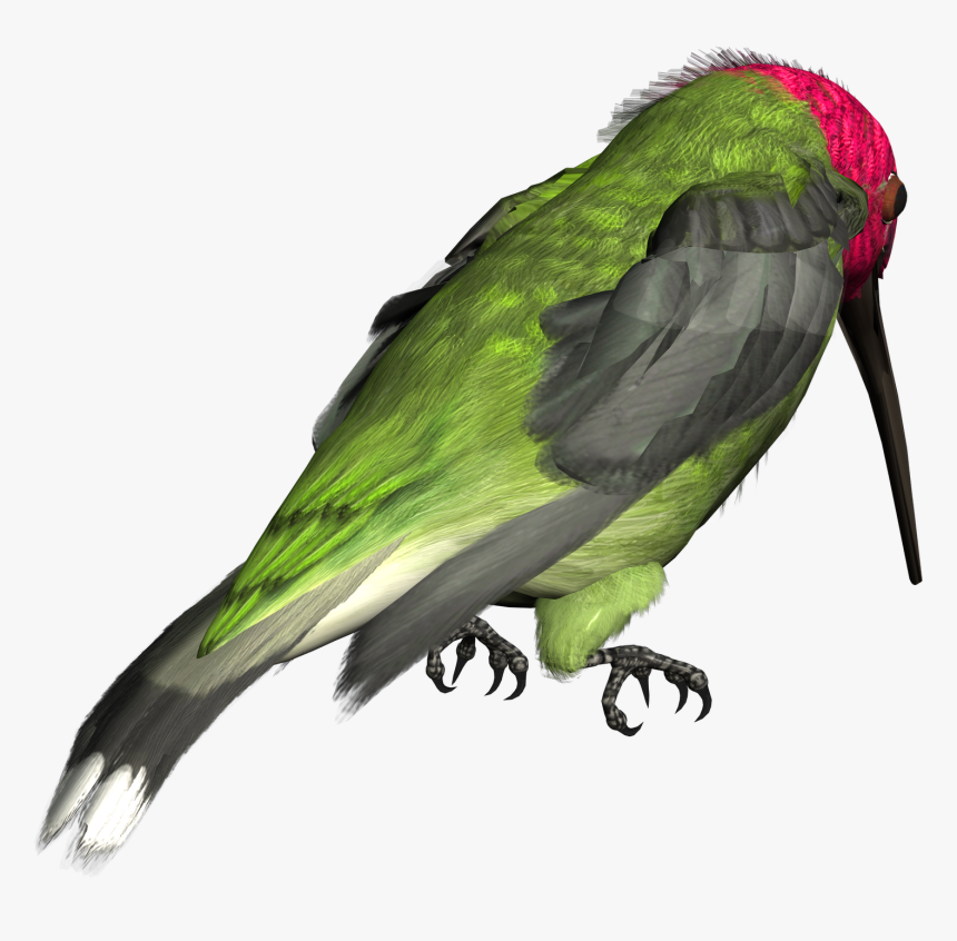 Hummingbird Png Picture, Transparent Png