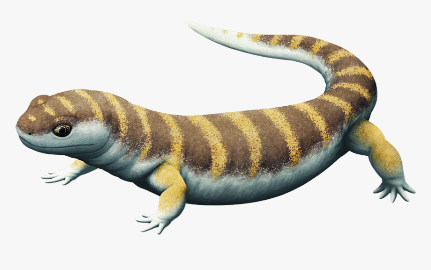 Salamander Png, Transparent Png