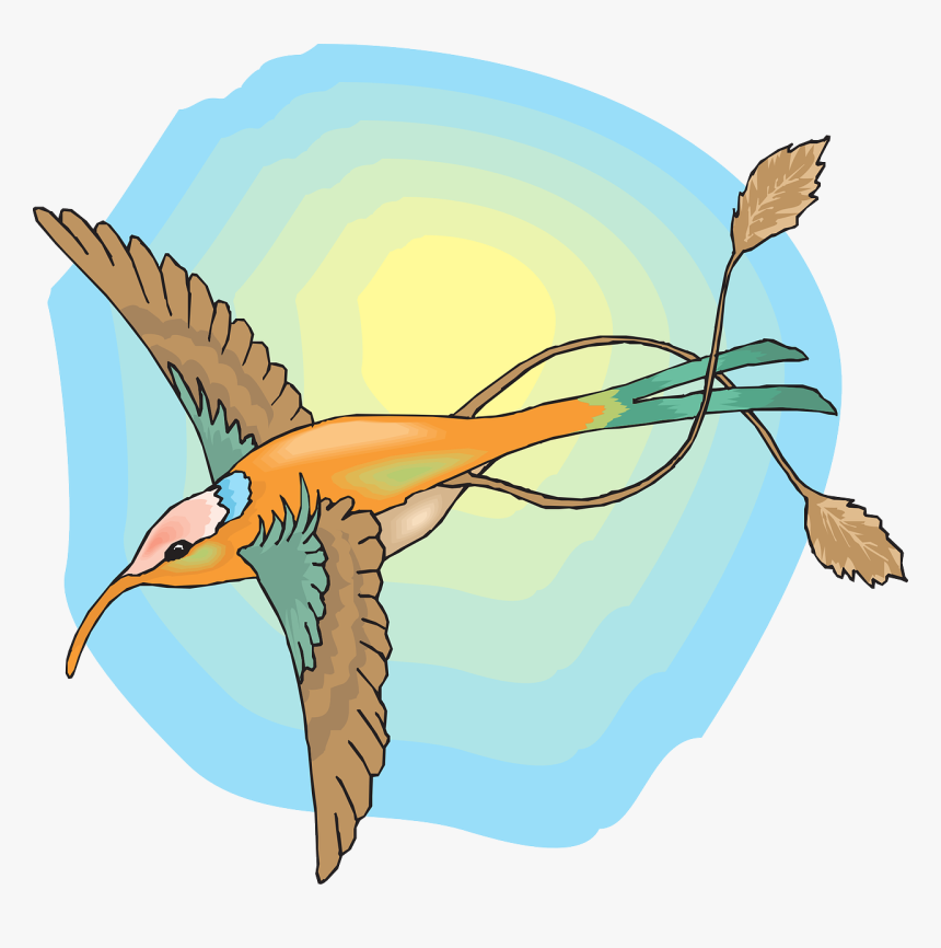 Feathers Sun, Sky, Bird, Wings, Hummingbird, The, With,, HD Png Download