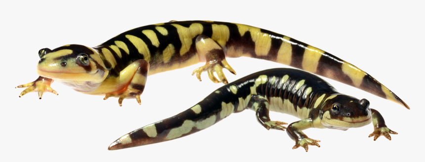 Salamander Png, Transparent Png