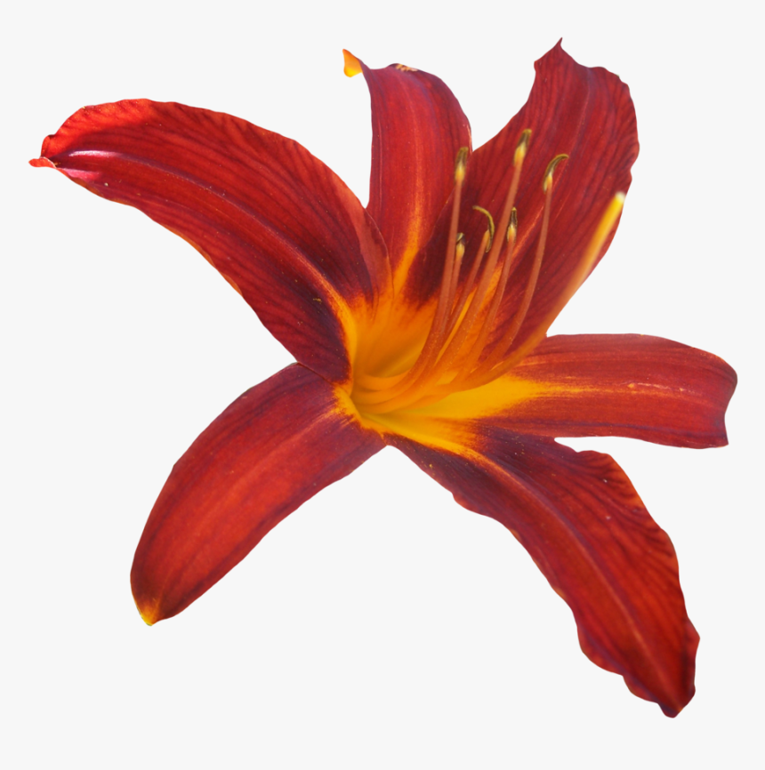 Transparent Lilly Png, Png Download