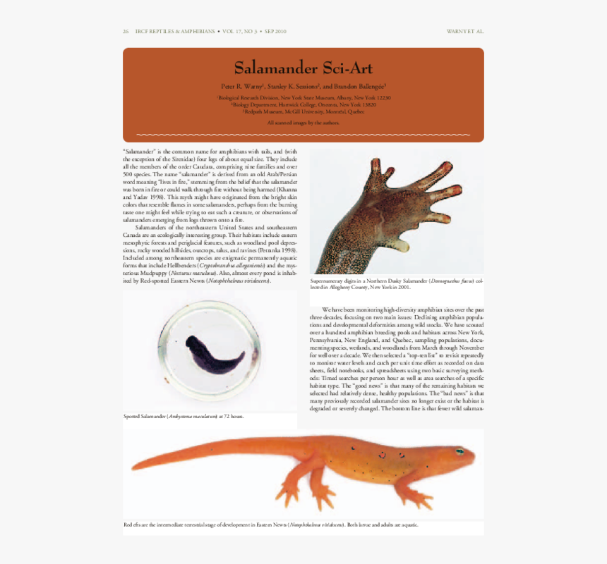 Salamander Png, Transparent Png