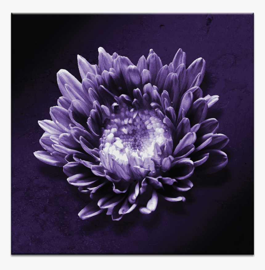 Flower In Violet, HD Png Download
