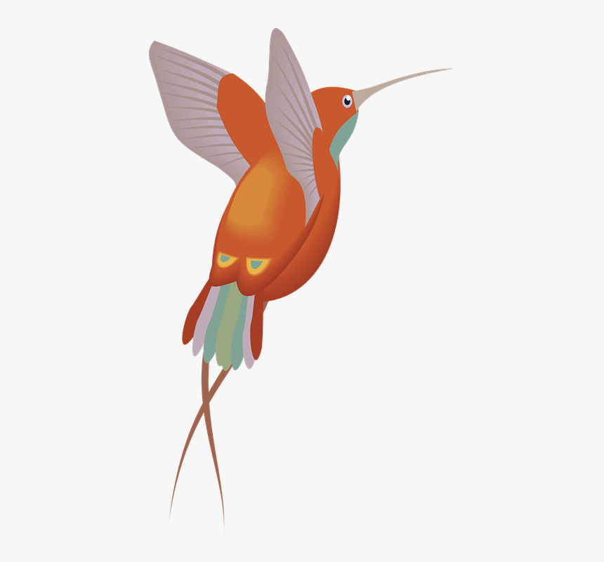 Red, Orange, Hummingbird, Bird, Wings, Feathers, HD Png Download