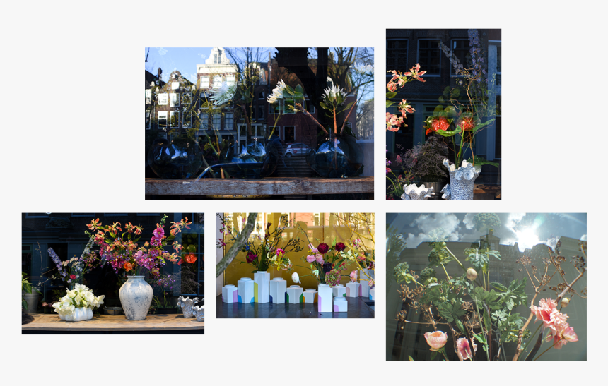 Japanese Camellia, HD Png Download