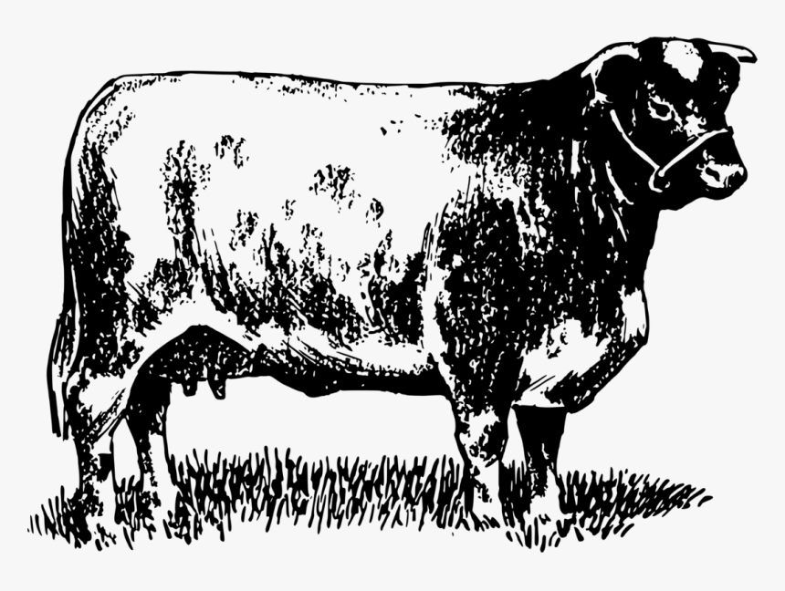 Dairy Cattle Highland Cattle Bull Shorthorn Beef Cattle - Shorthorn Bull Line Drawing, HD Png Download