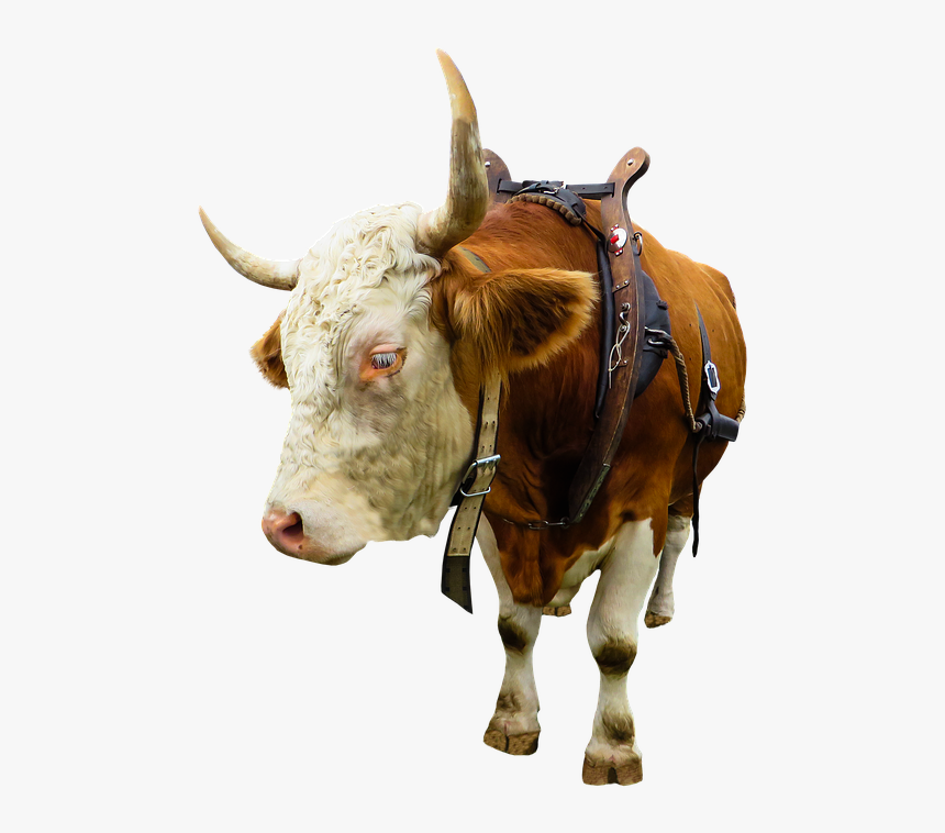 Jaučio Jungas, HD Png Download