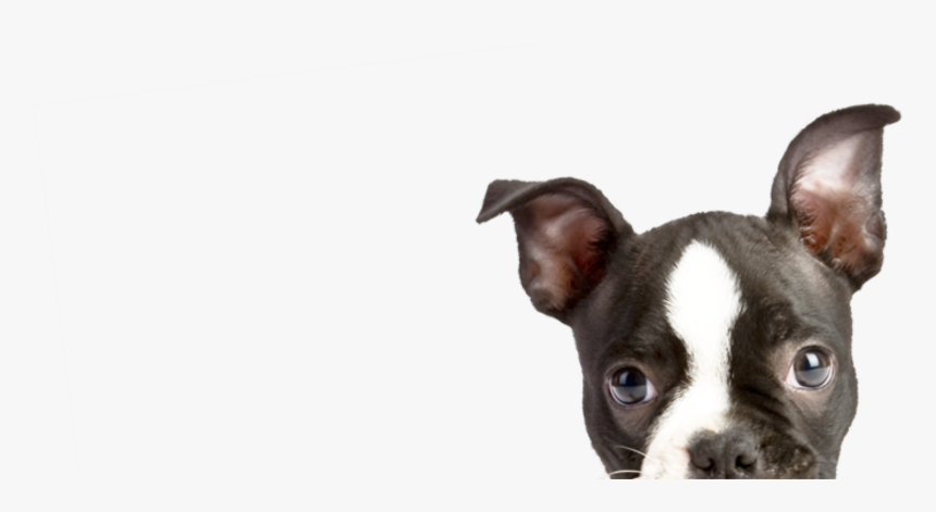 Transparent Sled Dogs Clipart - Dog Peeking Out Clipart Transparent Background, HD Png Download