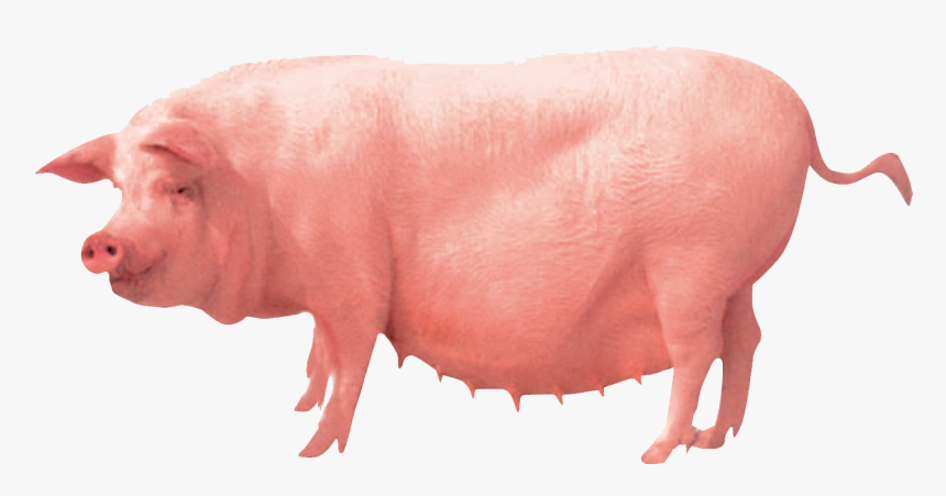 Pig Farming Clip Art - Pig Farm Png, Transparent Png