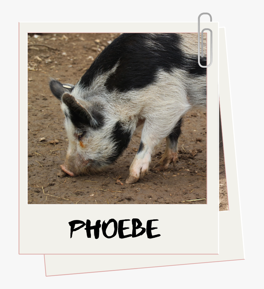 Domestic Pig, HD Png Download