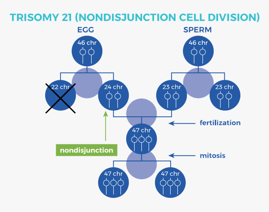 Graphic Showing Nondisjunction Cell Division - Trisomy 21 Nondisjunction Down Syndrome, HD Png Download