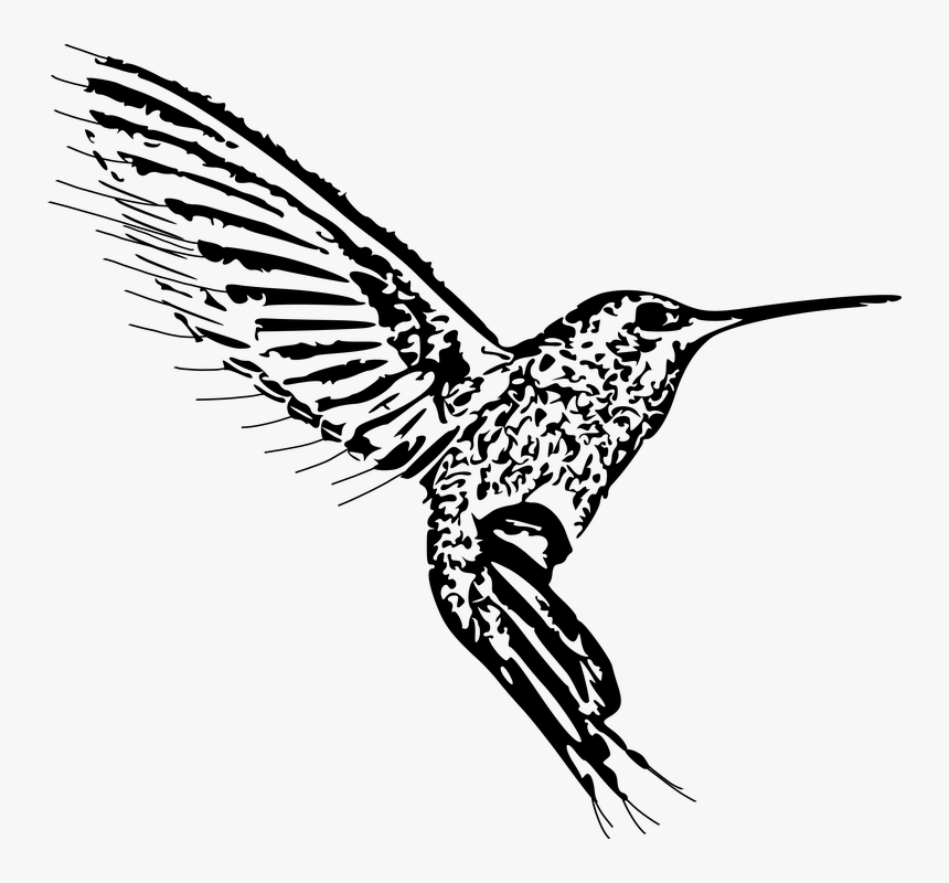 Bird, Design, White, Nature, Animal, Pattern - Hummingbird, HD Png Download