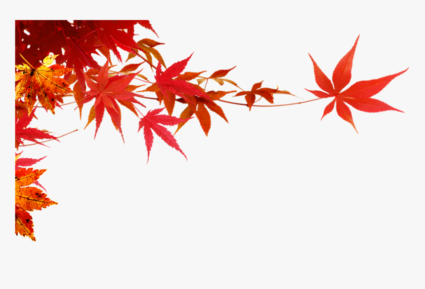 Maple Leaf Maple Branch Png Download Maple Leaf Png Background Transparent Png Transparent Png Image Pngitem