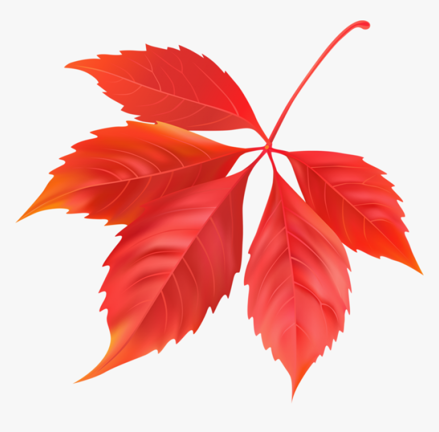 Red Maple Leaf Png Image - Folhas Do Canada Png, Transparent Png
