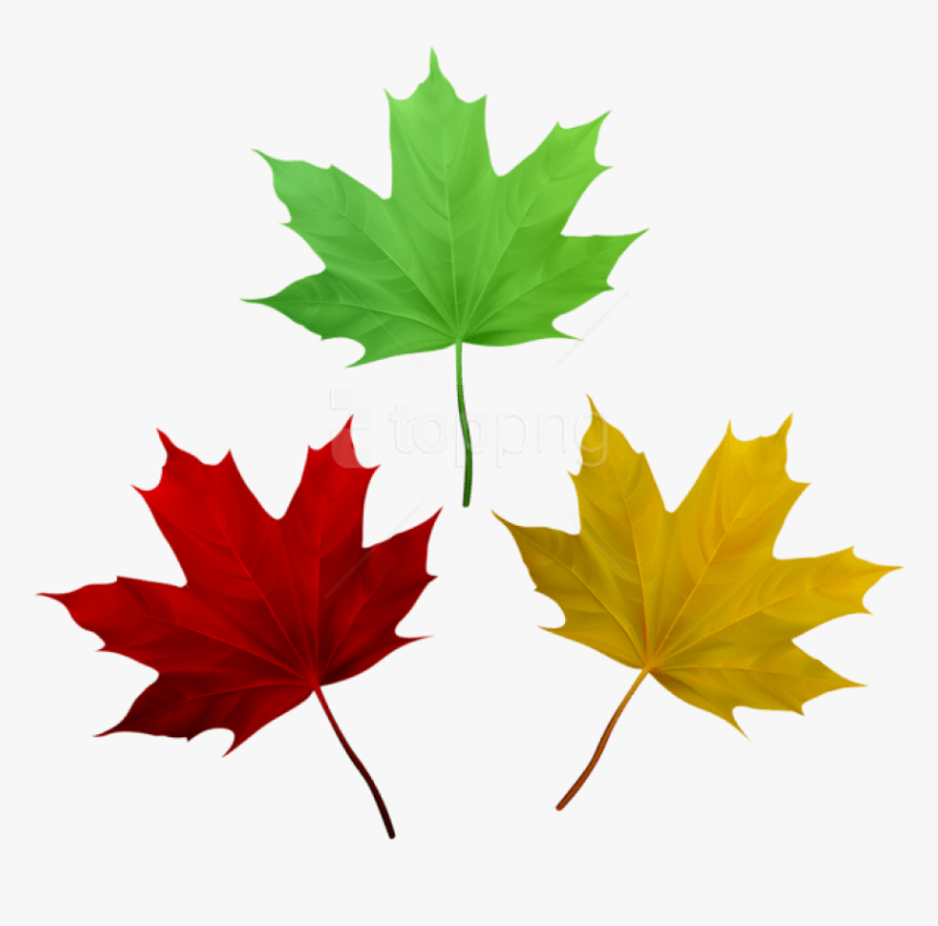 Download Fall Leaves Set Clipart Png Photo - Maple Leaves Free Clipart, Transparent Png