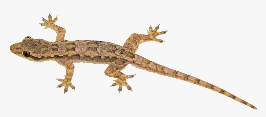 Chameleon Bearded Dragon Iguana, HD Png Download