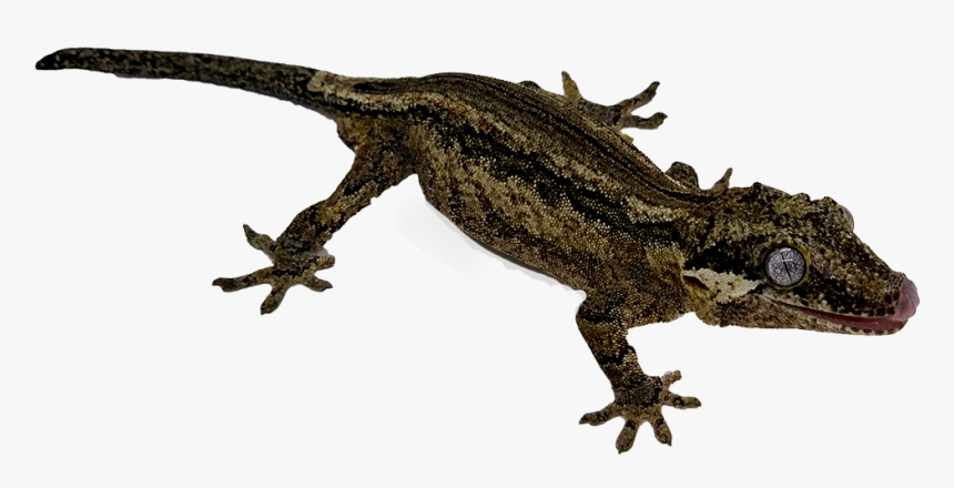 Gecko, HD Png Download