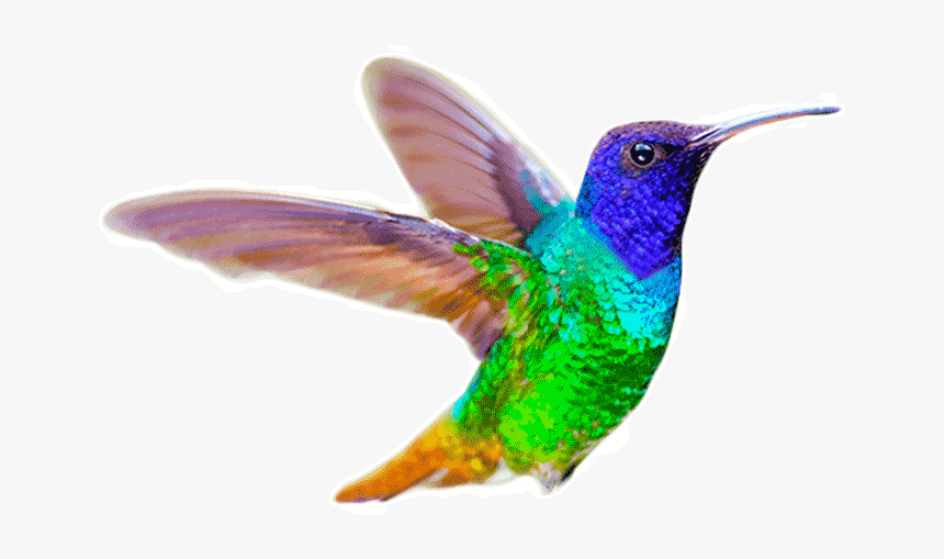 Ruby-throated Hummingbird, HD Png Download
