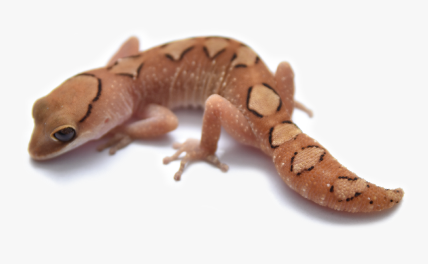 House Gecko, HD Png Download