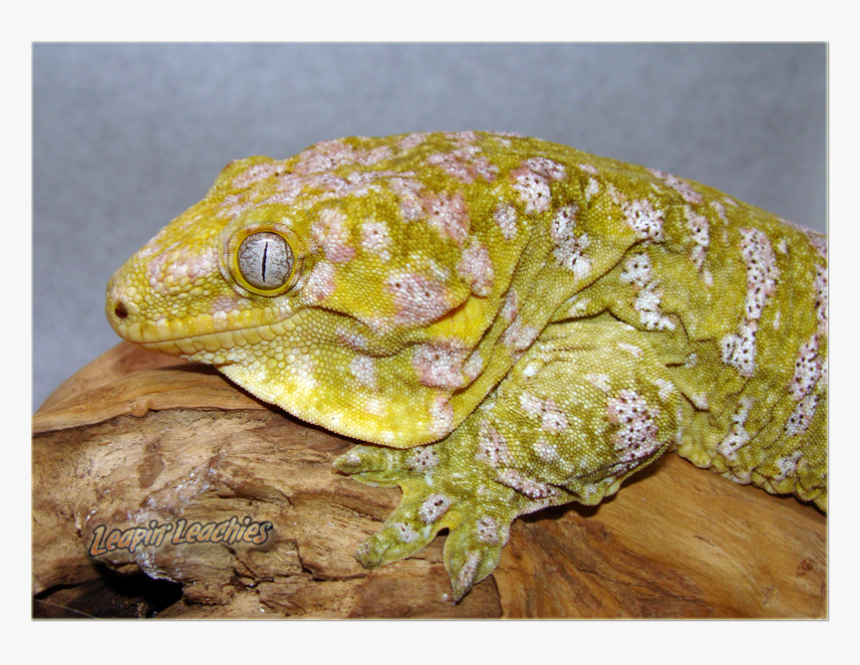 Leachianus Gecko Full Grown, HD Png Download