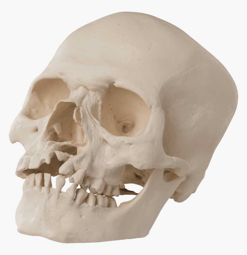 Skull, HD Png Download