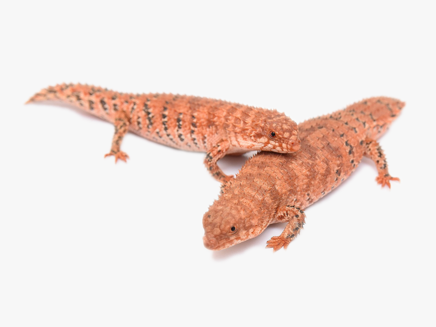 Turkish Gecko, HD Png Download