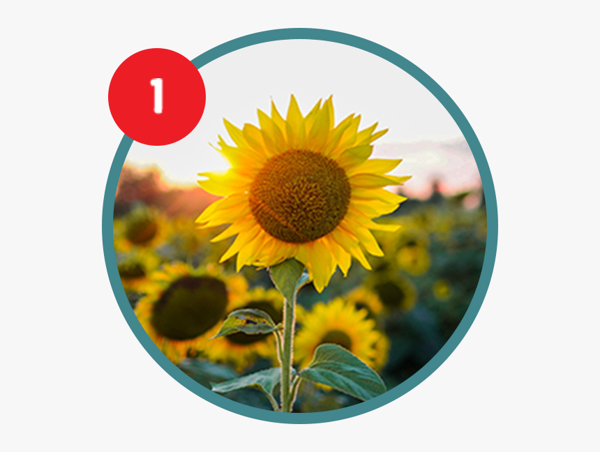 Sunflower, HD Png Download