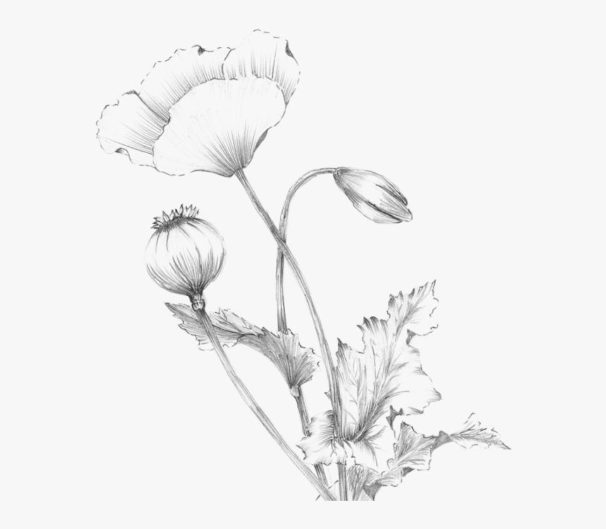 10 Free Awesome Handwritten Fonts, HD Png Download