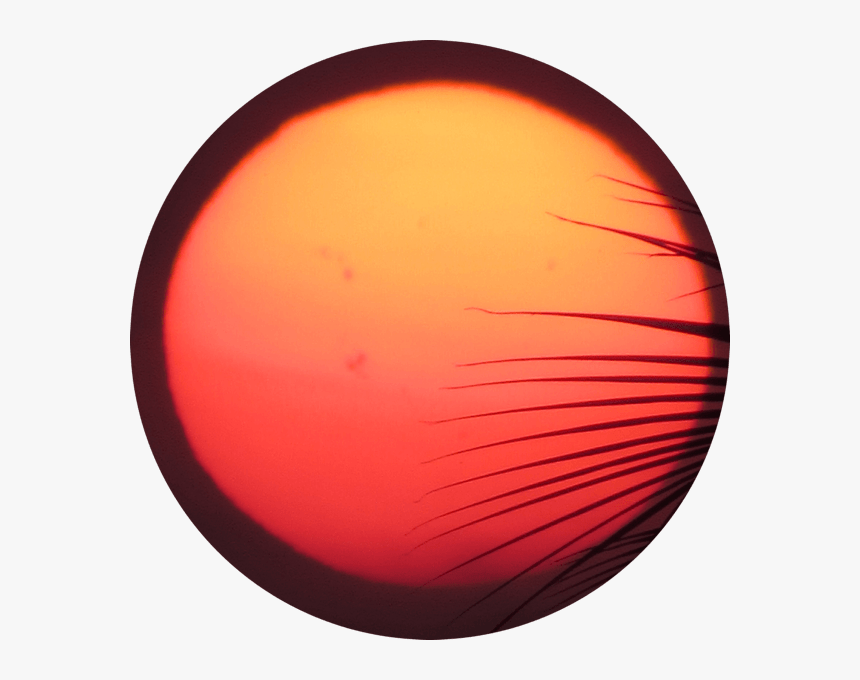 Circle, HD Png Download