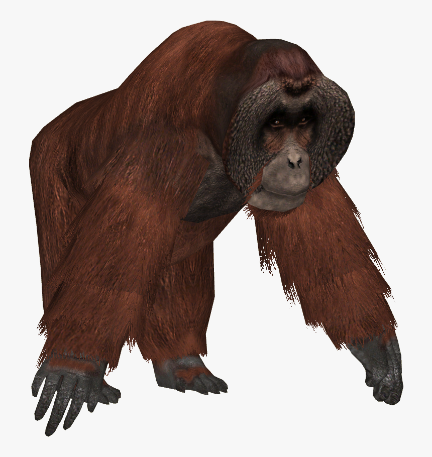 Big And Strong Orangutan Picture - Orangutan Png, Transparent Png