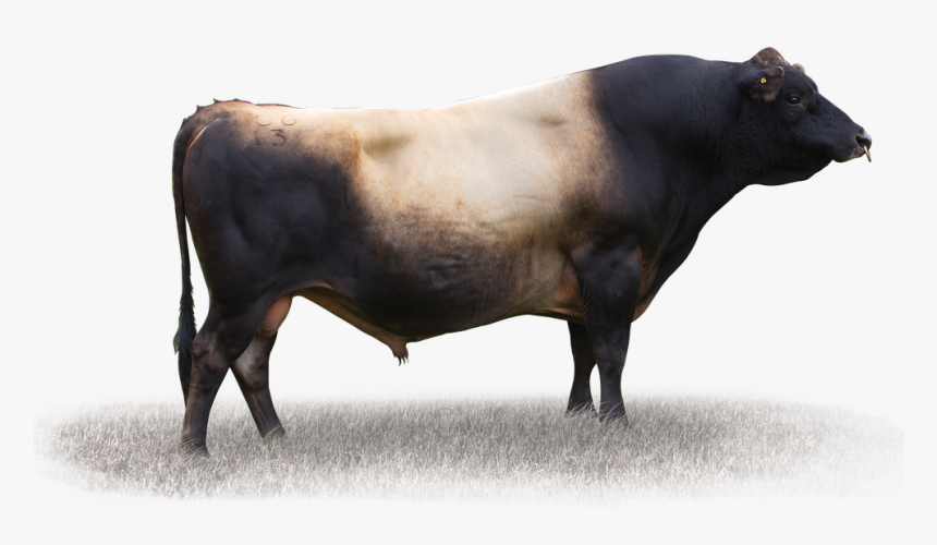 Cattle, HD Png Download