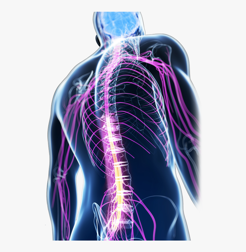 Neuro Systems, HD Png Download