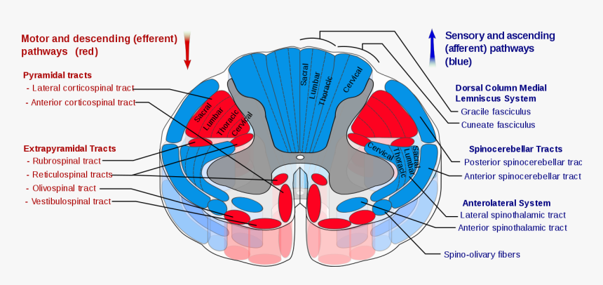 Spinal Cord Tracts, HD Png Download