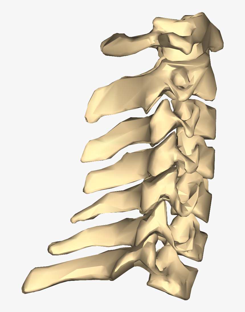 Http - //www - Johnthebodyman - Com/wp Vertebrae Close - Cervical Vertebrae Png, Transparent Png