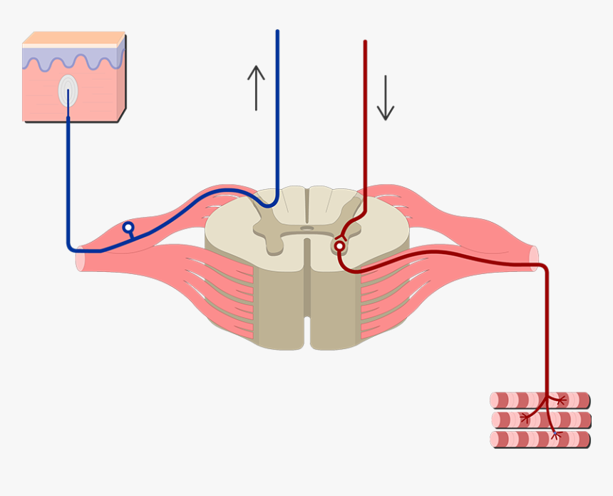 Spinal Ganglia, HD Png Download