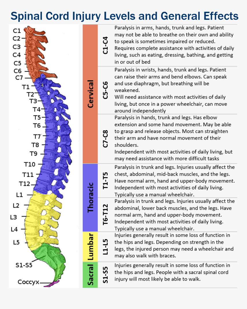 Sci Levels And Effects Narrow - Spinal Cord Injury Levels, HD Png Download