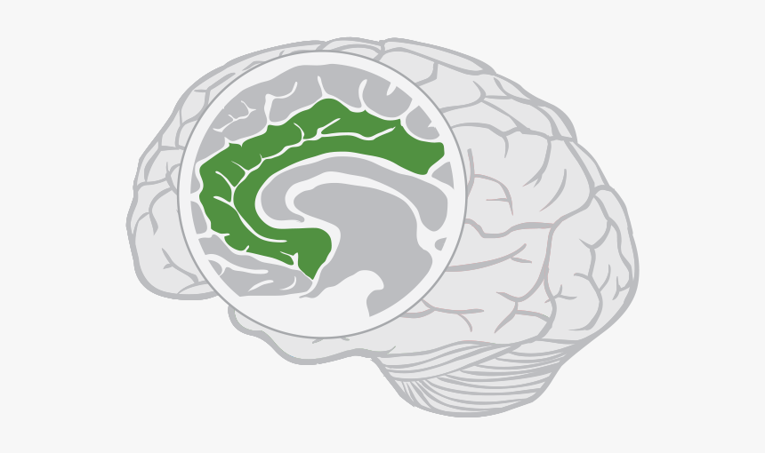 Limbic Lobe Brain, HD Png Download