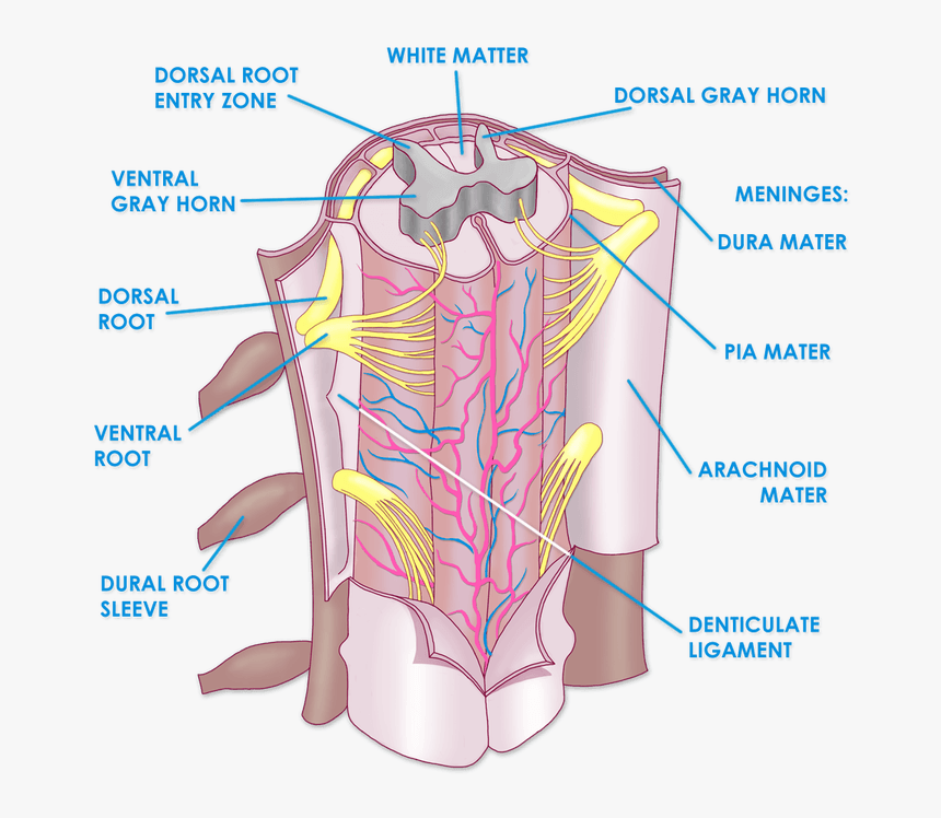 Image Result For Spinal Cord Meninges - Spinal Cord Meninges Anatomy, HD Png Download
