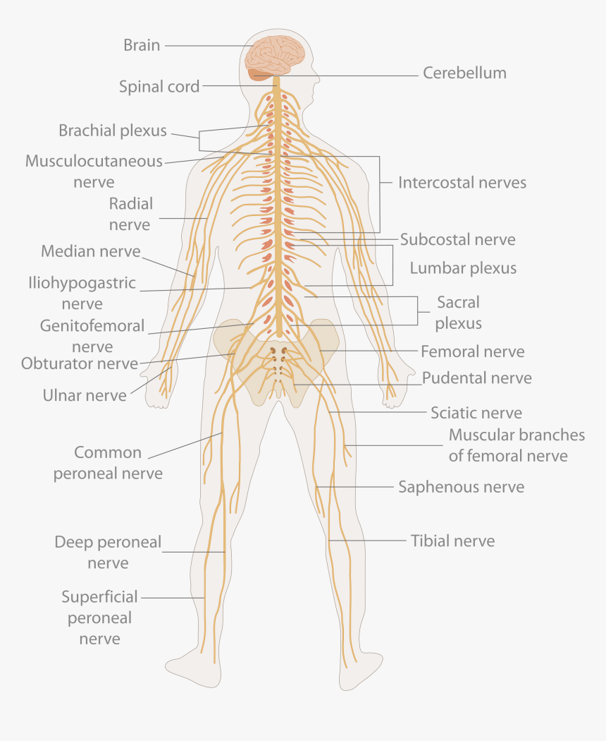 Primary Spinal Cord Tumours - Human Body Nerve Cell, HD Png Download