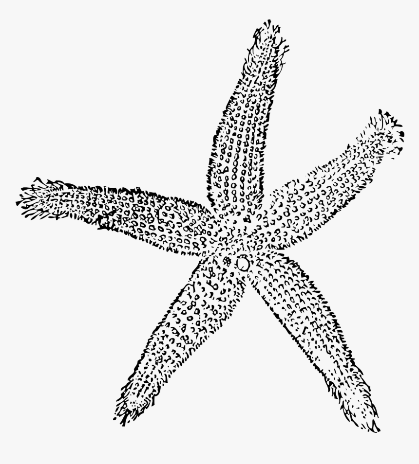 Fish Clip Art, HD Png Download