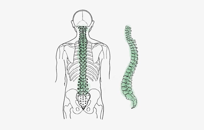 Spinal Cord In Sanskrit Is Called, HD Png Download