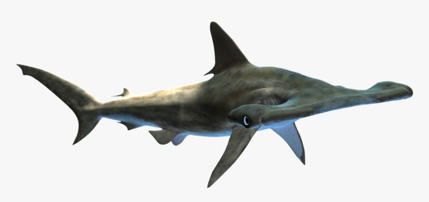 Shark, Hammer Head, Sea Life, Endangered, Wildlife, - Tiburon Martillo Png, Transparent Png