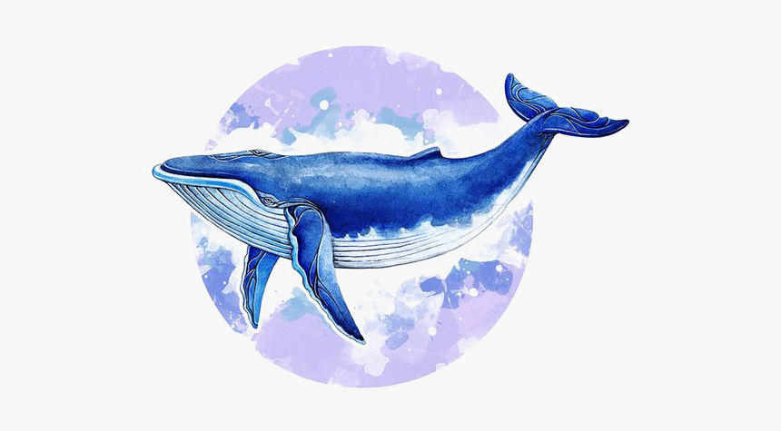 Whale Illust, HD Png Download
