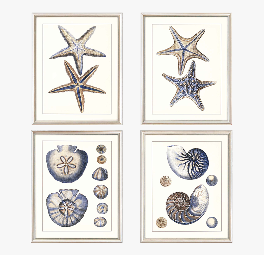 Sea Life Pk/4 - Motif, HD Png Download