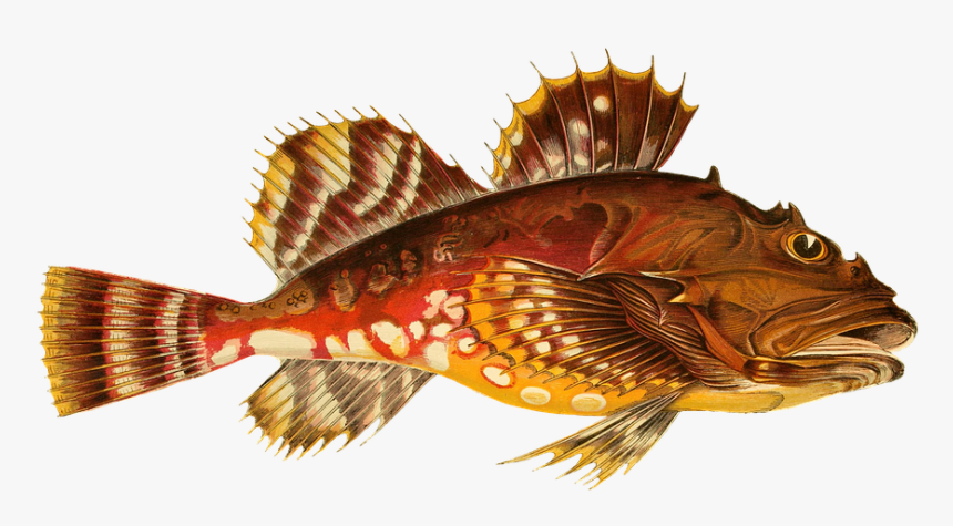 Transparent Sea Creatures Png - Greenland Bullhead, Png Download