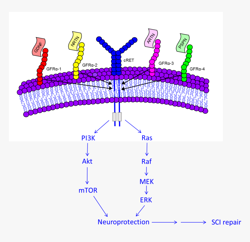 Diagram, HD Png Download